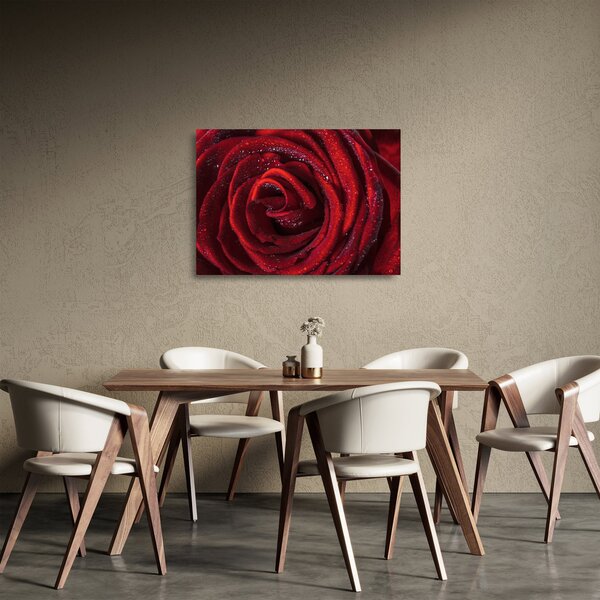 Obraz na szkle - Czerwona róża z kroplami rosy (70x50 cm)