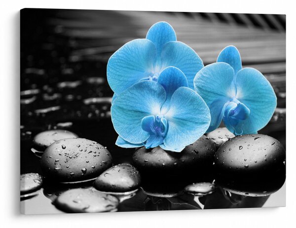 Obraz - Niebieska Orchidea (70x50 cm)