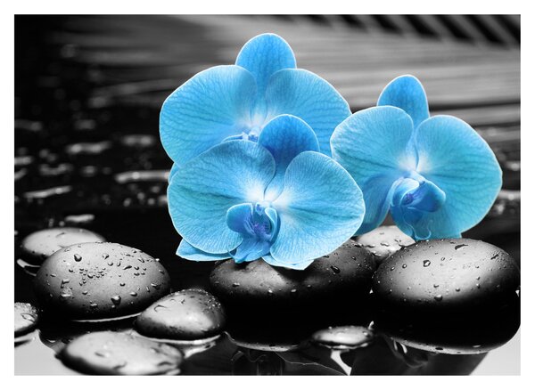 Obraz - Niebieska Orchidea (70x50 cm)