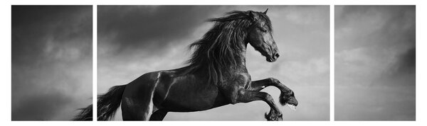 Obraz - Czarny i biały koń (170x50 cm)