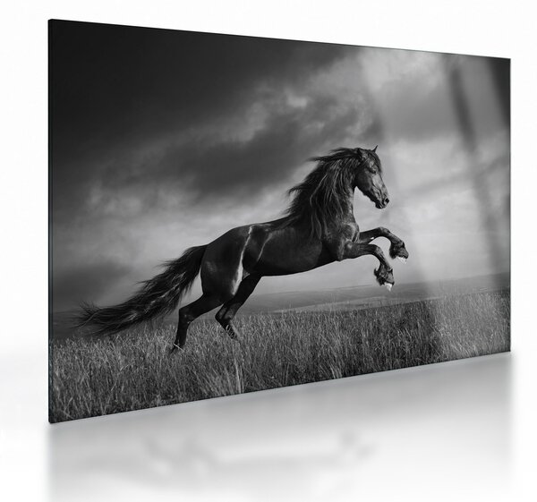 Obraz na szkle - Czarny i biały koń (70x50 cm)