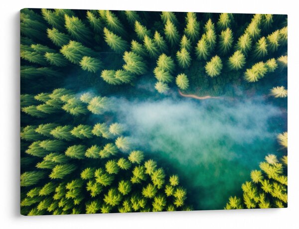 Obraz - Las spowity mgłą (70x50 cm)