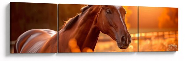 Obraz - Koń o zachodzie słońca (170x50 cm)