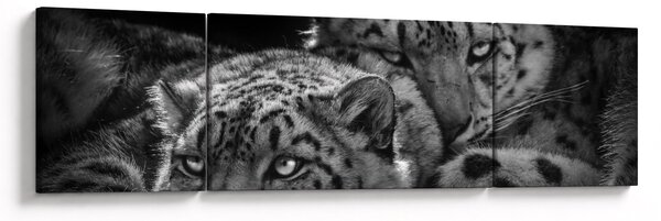 Obraz - Odpoczywające gepardy (170x50 cm)