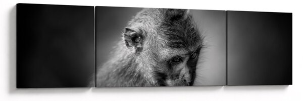 Obraz - Małpa (170x50 cm)