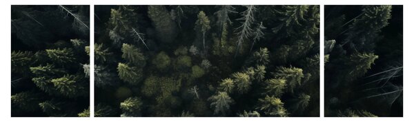 Obraz - Las (170x50 cm)