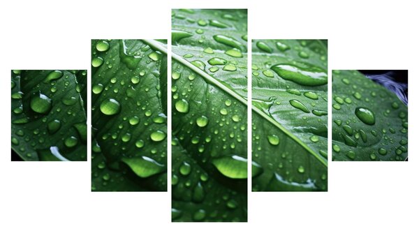 Obraz - Szczegół liścia po deszczu (125x70 cm)