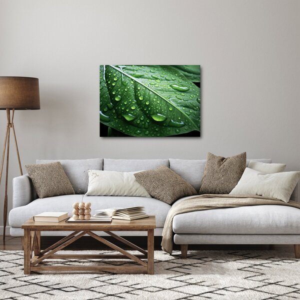 Obraz - Szczegół liścia po deszczu (70x50 cm)