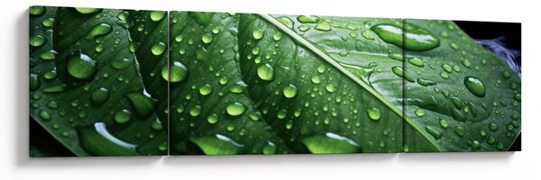 Obraz - Szczegół liścia po deszczu (170x50 cm)