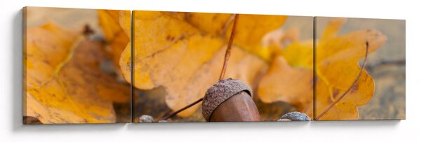 Obraz - Jesienne żołędzie (170x50 cm)