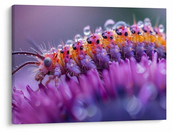 Obraz - Caterpillar (70x50 cm)