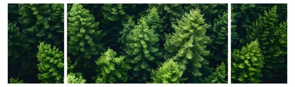 Obraz - Las (170x50 cm)