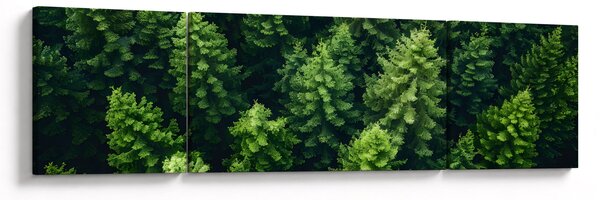 Obraz - Las (170x50 cm)