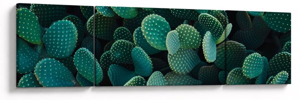 Obraz - Opuncja (170x50 cm)