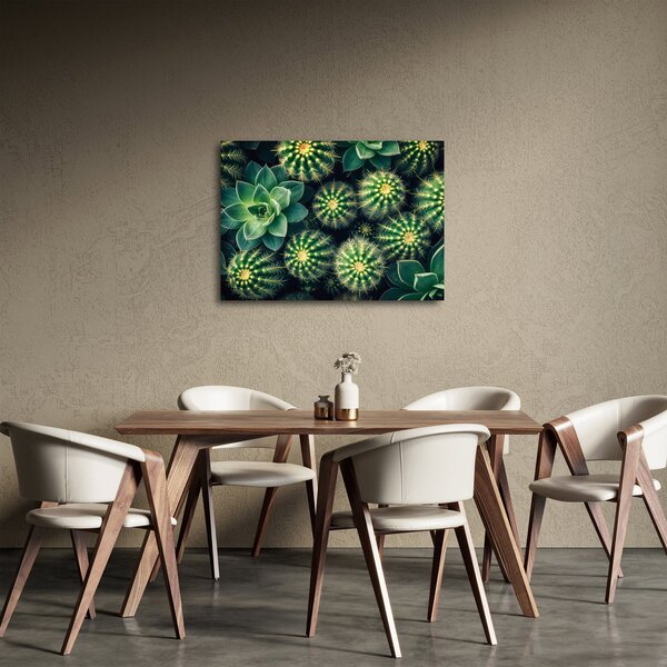 Obraz - Kaktusy (70x50 cm)