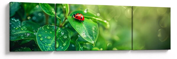 Obraz - Biedronka (170x50 cm)