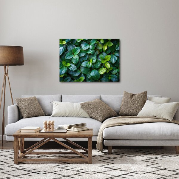 Obraz - Rośliny zielone (70x50 cm)