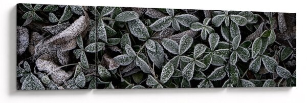 Obraz - Zamrożone rośliny (170x50 cm)
