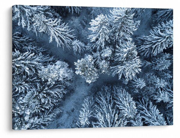 Obraz - Śnieżny las (70x50 cm)