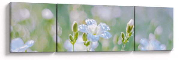 Obraz - Delikatne kwiaty (170x50 cm)