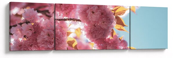 Obraz - Kwiat wiśni (170x50 cm)