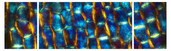 Obraz - Ściana komórkowa (170x50 cm)