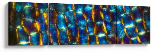 Obraz - Ściana komórkowa (170x50 cm)