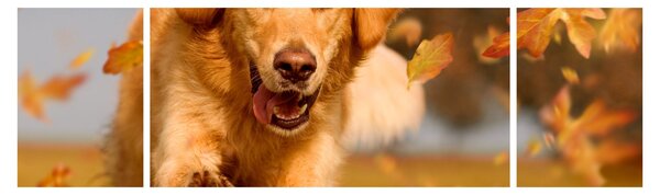 Obraz - Golden Retriever (170x50 cm)