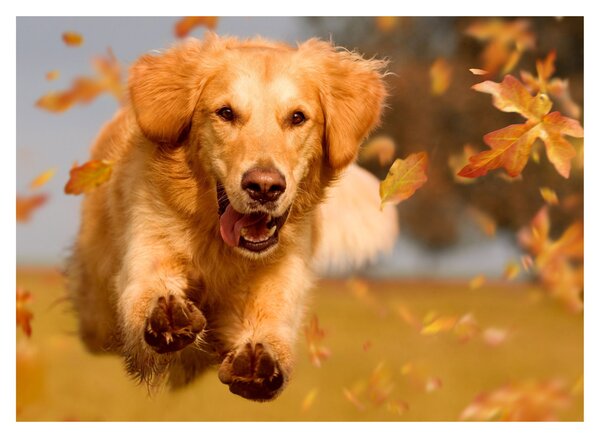 Obraz - Golden Retriever (70x50 cm)