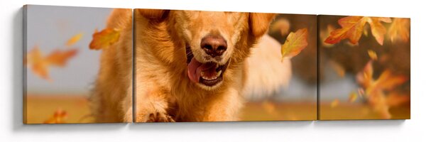 Obraz - Golden Retriever (170x50 cm)