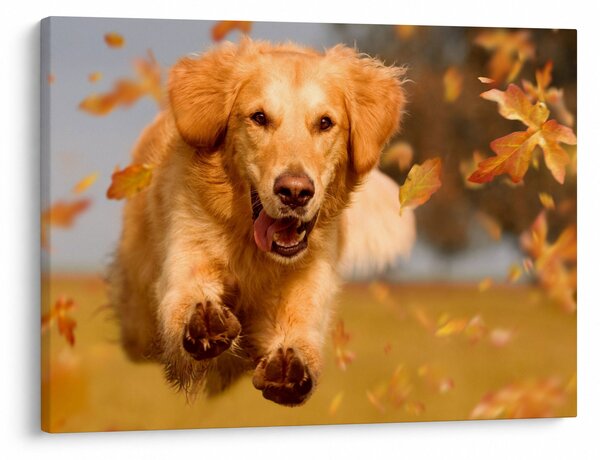 Obraz - Golden Retriever (70x50 cm)