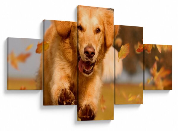 Obraz - Golden Retriever (125x70 cm)