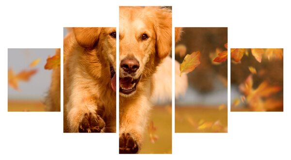 Obraz - Golden Retriever (125x70 cm)