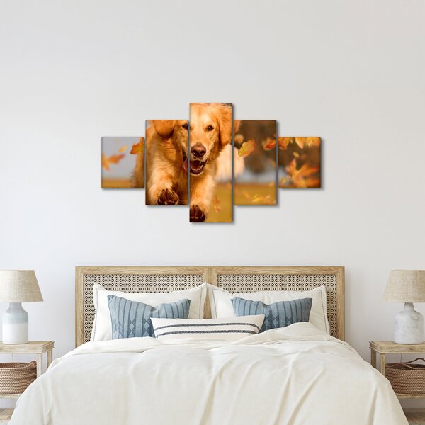 Obraz - Golden Retriever (125x70 cm)