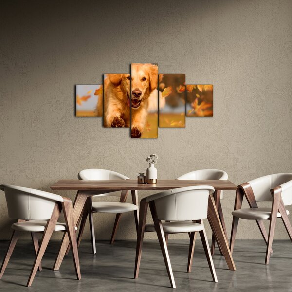 Obraz - Golden Retriever (125x70 cm)