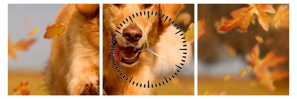 Obraz - Golden Retriever (z zegarem) (90x30 cm)