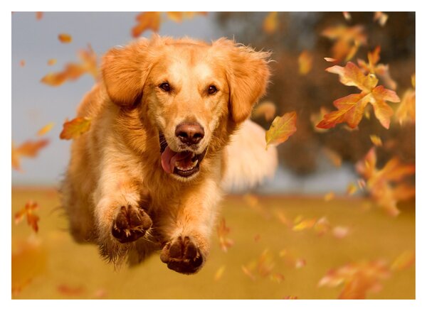 Obraz na szkle - Golden Retriever (70x50 cm)