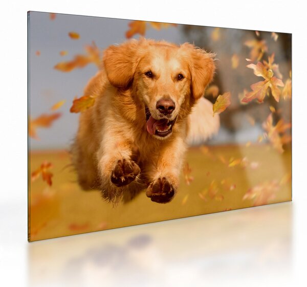 Obraz na szkle - Golden Retriever (70x50 cm)