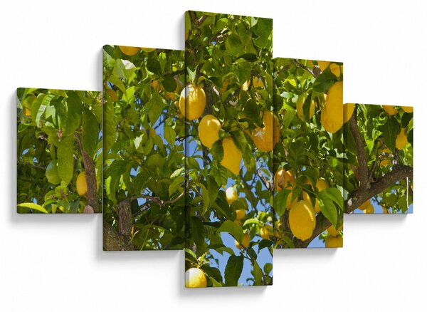 Obraz - Drzewo cytrynowe (125x70 cm)