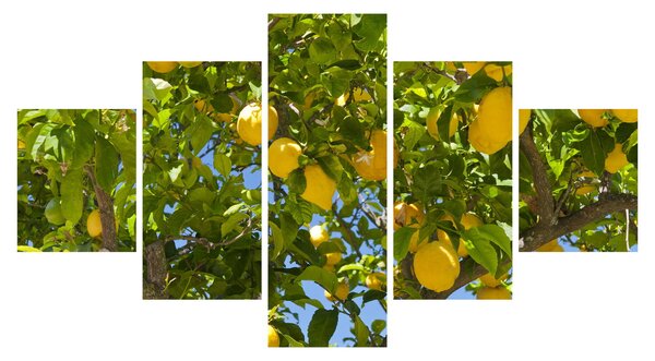 Obraz - Drzewo cytrynowe (125x70 cm)
