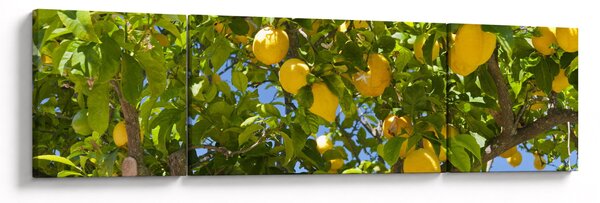 Obraz - Drzewo cytrynowe (170x50 cm)
