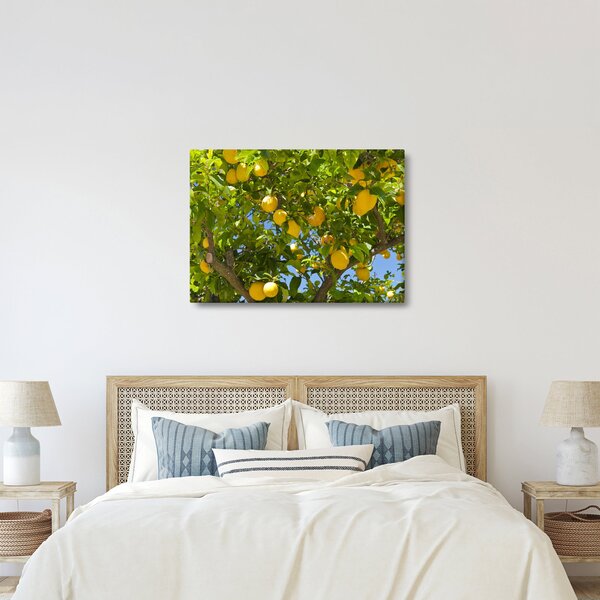 Obraz - Drzewo cytrynowe (70x50 cm)