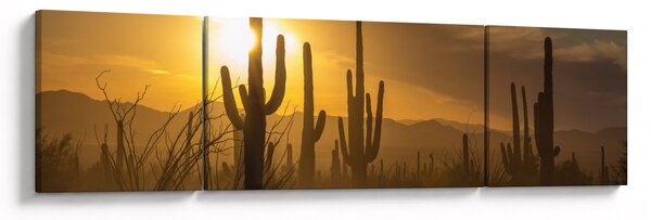Obraz - Kaktusy Saguaro (170x50 cm)