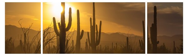 Obraz - Kaktusy Saguaro (170x50 cm)