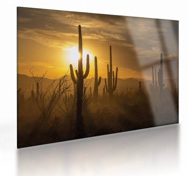 Obraz na szkle - Kaktusy Saguaro (70x50 cm)