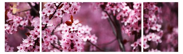 Obraz - Różowa sakura (170x50 cm)