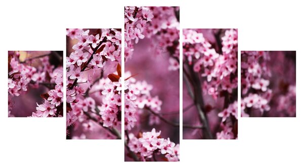 Obraz - Różowa sakura (125x70 cm)