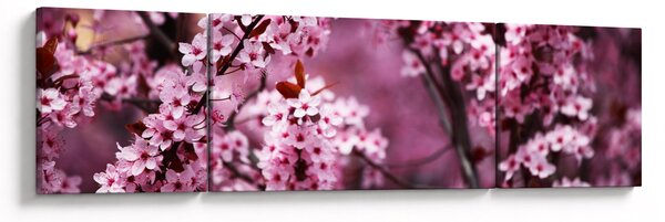 Obraz - Różowa sakura (170x50 cm)