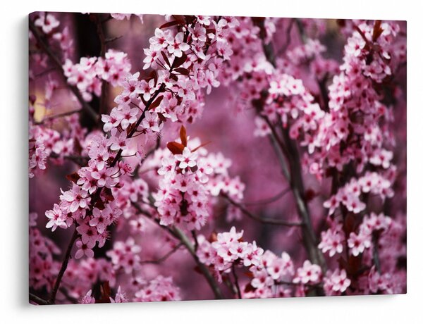 Obraz - Różowa sakura (70x50 cm)