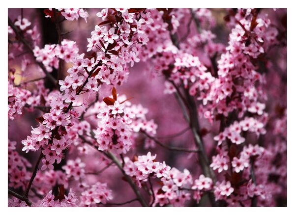 Obraz na szkle - Różowa sakura (70x50 cm)